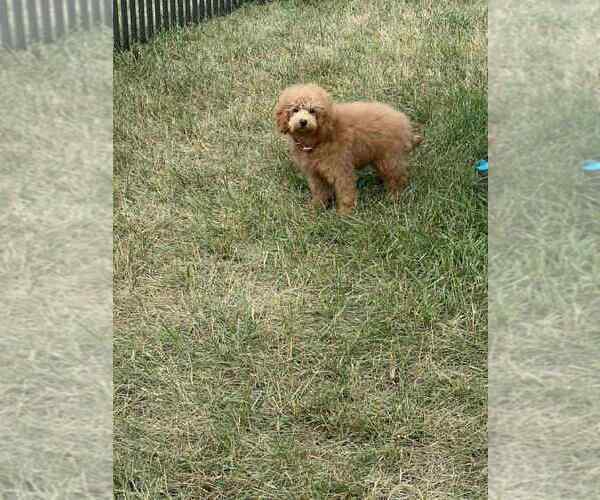 Medium Photo #3 Maltipoo Puppy For Sale in WARSAW, IN, USA