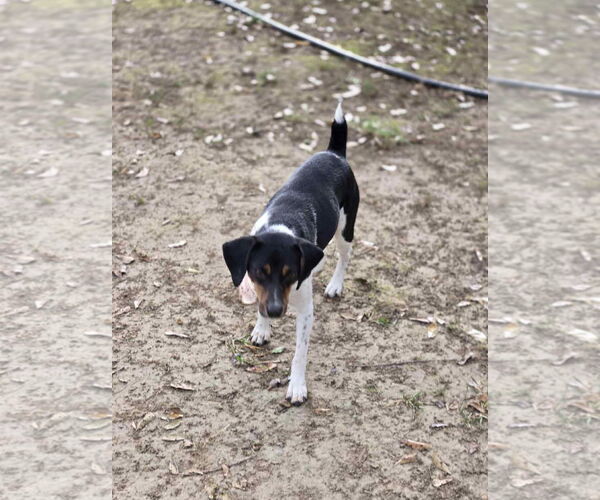 Medium Photo #3 Beagle-Unknown Mix Puppy For Sale in Oakhurst, NJ, USA