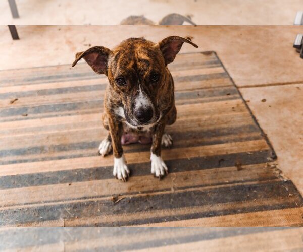 Medium Photo #6 American Pit Bull Terrier-Unknown Mix Puppy For Sale in OKLAHOMA CITY, OK, USA