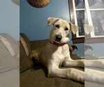 Small #1 Huskies -Labrador Retriever Mix