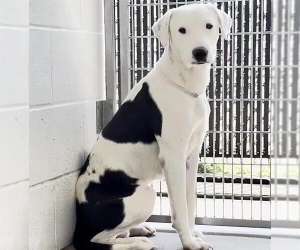 Medium Photo #3 Labrador Retriever-Unknown Mix Puppy For Sale in Houston, TX, USA