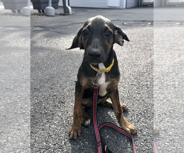Medium Photo #1 Mutt Puppy For Sale in Sterling, MA, USA