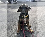 Small Mutt