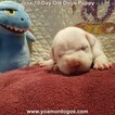 Small Photo #177 Dogo Argentino Puppy For Sale in JANE, MO, USA