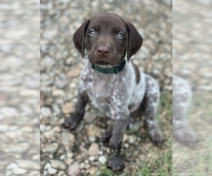 German Shorthaired Pointer Puppy for sale in NEOSHO, MO, USA