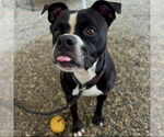 Small American Pit Bull Terrier Mix