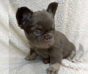 Chiweenie Puppy for sale in SACRAMENTO, CA, USA
