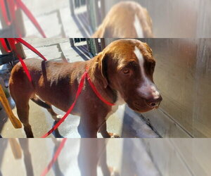 Labrador Retriever-Unknown Mix Dogs for adoption in San Bernardino, CA, USA