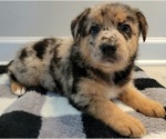 Puppy 3 Australian Shepherd-German Shepherd Dog Mix