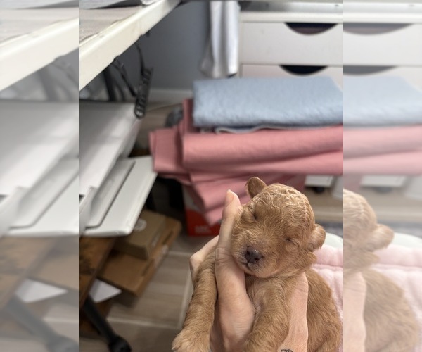 Medium Photo #4 Poodle (Miniature) Puppy For Sale in AUBURNDALE, FL, USA