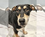 Small #3 Coonhound Mix