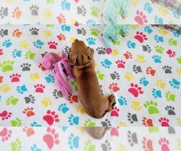Medium Photo #8 Dachshund Puppy For Sale in ORO VALLEY, AZ, USA