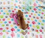 Small #7 Dachshund
