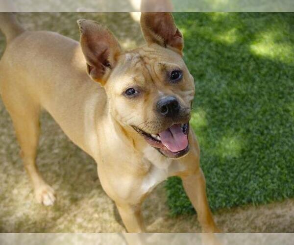 Medium Photo #2 American Pit Bull Terrier-Unknown Mix Puppy For Sale in Tallahassee, FL, USA