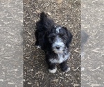 Puppy 3 Australian Labradoodle