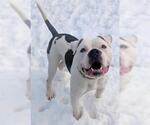Small American Bulldog-Staffordshire Bull Terrier Mix