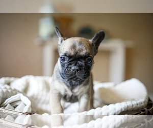 French Bulldog Puppy for sale in LENOIR, NC, USA