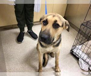 German Shepherd Dog Dogs for adoption in Riverside, CA, USA