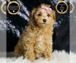 Small #6 Maltipoo