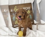 Small #2 Goldendoodle (Miniature)
