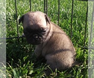 Pug Puppy for sale in FORT WAYNE, IN, USA