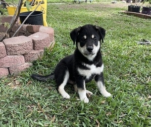Shiba Inu-Unknown Mix Puppy for sale in HOUSTON, TX, USA