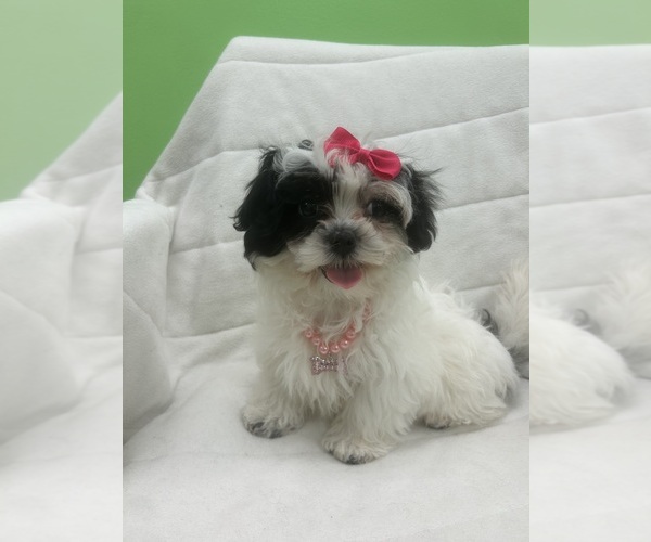 Medium Photo #1 Mal-Shi Puppy For Sale in RANDOLPH, MA, USA