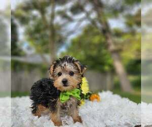 Yorkshire Terrier Puppy for sale in INDIANAPOLIS, IN, USA