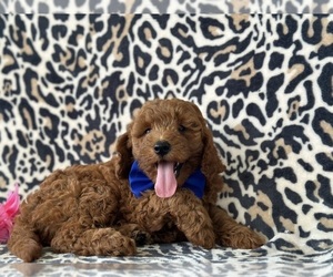 Goldendoodle (Miniature) Puppy for sale in LANCASTER, PA, USA