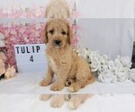 Puppy 5 Labradoodle