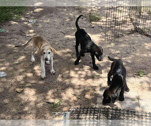 Great Dane-Unknown Mix Dogs for adoption in Bullard, TX, USA