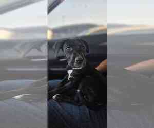 Labrador Retriever-Unknown Mix Dogs for adoption in Fort Worth, TX, USA
