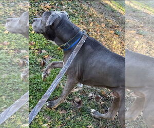 Dexter - Male American Pit Bull Terrier-Labrador Retriever Mix Dog for Adoption - Photo #5