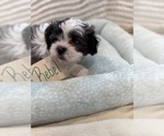 Small #5 Poodle (Miniature)-Zuchon Mix