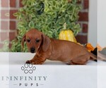 Butterscotch - Male Dachshund Puppy for Sale - Photo #3