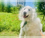 Small #19 Great Pyrenees