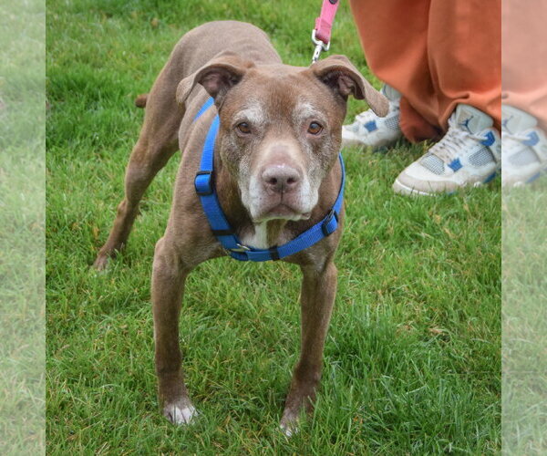 Medium Photo #3 American Staffordshire Terrier-Chocolate Labrador retriever Mix Puppy For Sale in Huntley, IL, USA