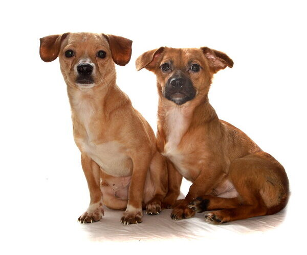 Medium Photo #3 Chihuahua Puppy For Sale in Oakland Park, FL, USA