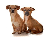 Small #2 Chihuahua