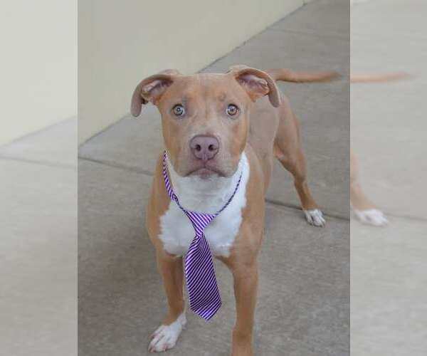 Medium Photo #3 American Pit Bull Terrier-Unknown Mix Puppy For Sale in McKinney, TX, USA