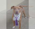 Small #2 American Pit Bull Terrier Mix