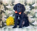 Small Photo #12 Goldendoodle Puppy For Sale in LAKELAND, FL, USA