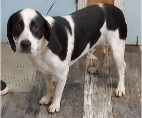 Medium Photo #2 Mutt Puppy For Sale in Mundelein, IL, USA