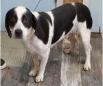 Small #1 Mutt