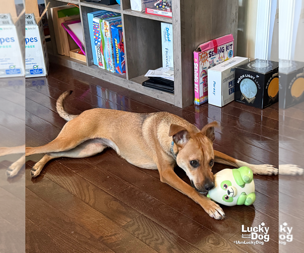 Medium Photo #8 Beagle-Black Mouth Cur Mix Puppy For Sale in Washington, DC, USA