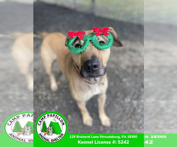 Medium Photo #4 Black Mouth Cur-Unknown Mix Puppy For Sale in Stroudsburg, PA, USA