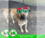 Small #3 Black Mouth Cur Mix