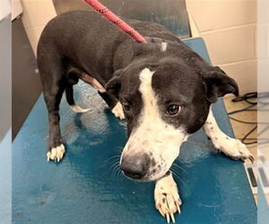 Bassetdor Dogs for adoption in Mobile, AL, USA