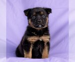 Small Photo #5 Australian Kelpie-Unknown Mix Puppy For Sale in San Diego, CA, USA