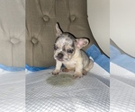 Small Photo #11 French Bulldog Puppy For Sale in MONEE, IL, USA